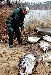 Fischsterben in Bobelwitz