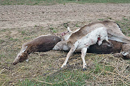 Pszczew-Betsche: Damwild fiel Wölfen zum Opfer