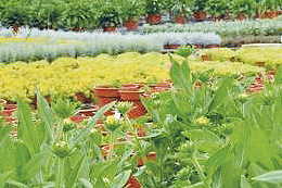 Blumenanbau Tirschtiegel