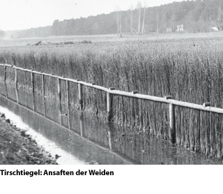 Klastawe und die Hauländereien - Tirschtiegel - Ansaften der Weiden