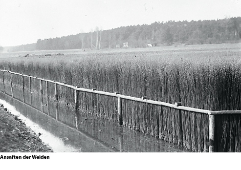 Tirschtiegel - Die Weidenstadt des deutschen Ostens