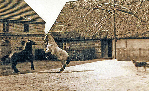 Erinnerungen an Eschenwalde Michael Berry